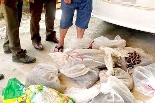 Bắt quả tang lái xe du lịch vận chuyển hơn 50kg rắn, rùa trái phép
