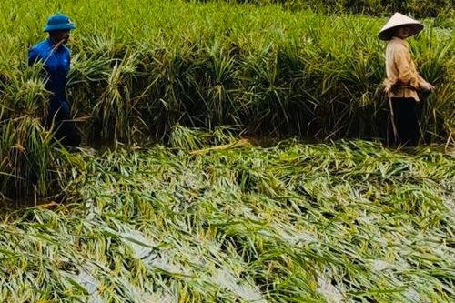 Ngành nông nghiệp Hà Nội tập trung khôi phục sản xuất