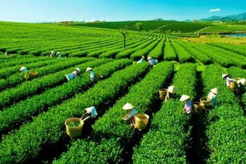 Thúc đẩy sắp xếp, đổi mới, nâng cao hiệu quả hoạt động công ty nông, lâm nghiệp