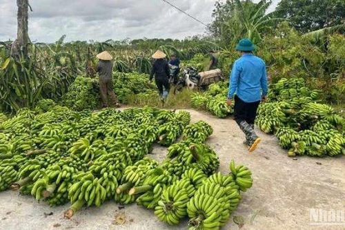 'Giải cứu' hơn trăm hec-ta chuối tiêu hồng OCOP 3 sao bị ngã đổ ở Thái Bình