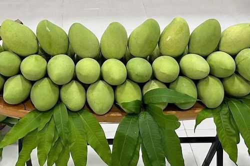 Công nhận khu vườn đầu dòng xoài cát Hòa Lộc tại Tiền Giang