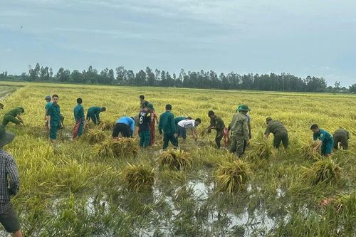 Mưa bão làm thiệt hại gần 1.450ha lúa ở Kiên Giang