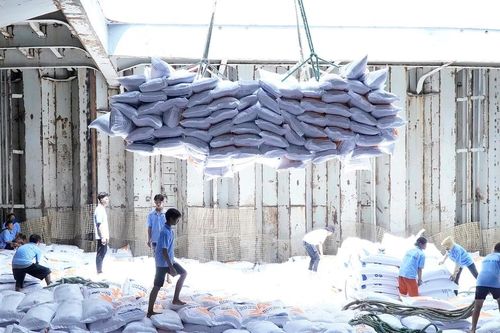 ĐBSCL: Trồng lúa ST25, nông dân đạt lợi nhuận 50 triệu đồng/ha