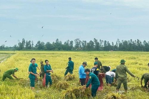 Kiên Giang: Hơn 1.440ha lúa của người dân bị thiệt hại do mưa bão