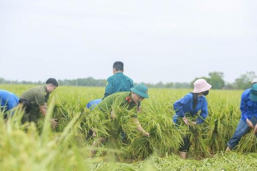 Hà Nội: Công an, dân quân, thanh niên xuống đồng giúp dân 'cứu lúa'