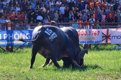Dời hội chọi trâu Đồ Sơn 2024 đến ngày 21/9