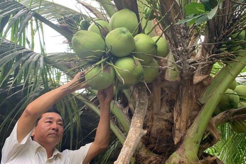 Tiềm năng dừa sáp Trà Vinh