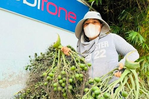 Giá cau tươi tăng mạnh, vì sao nông dân 'đứng ngồi không yên'?