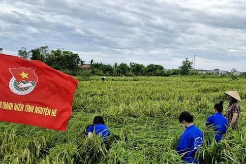 Sinh viên lội ruộng cứu lúa, khắc phục hậu quả bão số 3