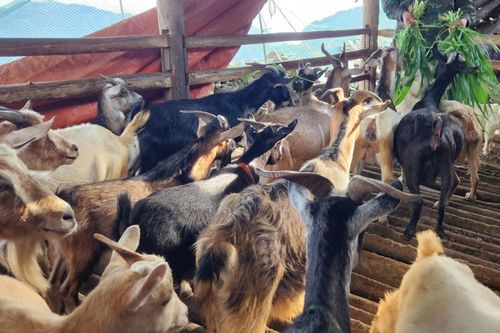 Chuyển đổi chăn nuôi dê sinh sản hỗ trợ người dân vùng cao Hà Giang thoát nghèo