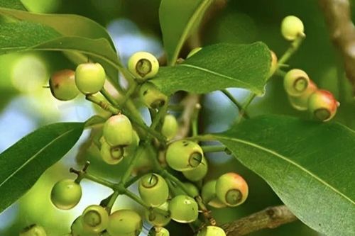 Ngày nào cũng uống nước vối có được không?