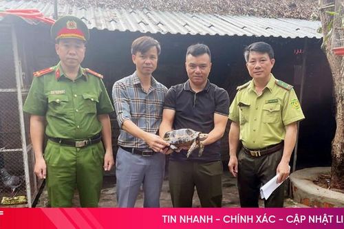 Bàn giao rùa núi vàng, trăn đất, kỳ đà hoa cho cơ quan chức năng