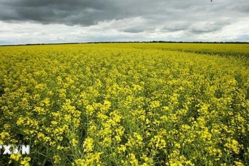Trung Quốc điều tra chống bán phá giá hạt cải dầu nhập khẩu từ Canada