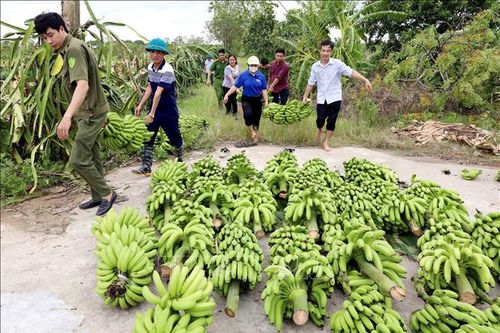 Chung tay giải cứu nông sản sau cơn bão dữ ở Thái Bình