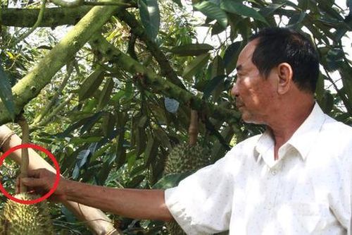 Ông nông dân trồng loại cây 'ngả theo chiều gió', lãi 13 tỷ đồng/năm rất nhẹ nhàng