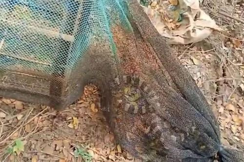 Đi kiểm tra lưới, người đánh cá sốc nặng khi thấy cảnh đáng sợ