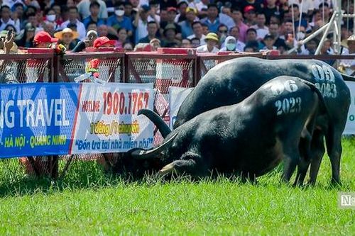 Dời hội chọi trâu Đồ Sơn 2024 đến ngày 21/9 do ảnh hưởng của bão số 3