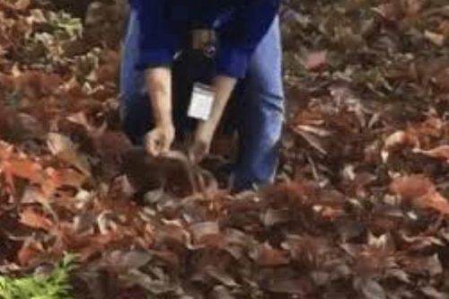 CLIP: Cô gái xinh đẹp 'tay không bắt rắn' khiến gần chục thanh niên ngỡ ngàng, nhưng hành động sau đó mới thật sự khiến mọi người trầm trồ