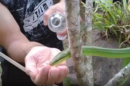 CLIP: Ngỡ ngàng trước khoảnh khắc rắn xanh uống nước từ lòng bàn tay người