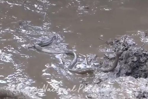 CLIP: Cuộc chạm trán định mệnh giữa trâu rừng và rắn độc đáng sợ