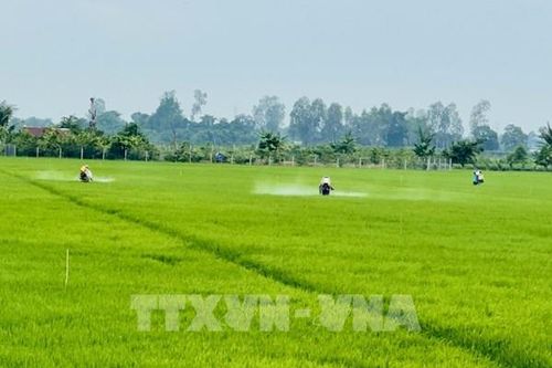 Nhiều giải pháp đồng bộ khôi phục sản xuất nông nghiệp sau bão số 3