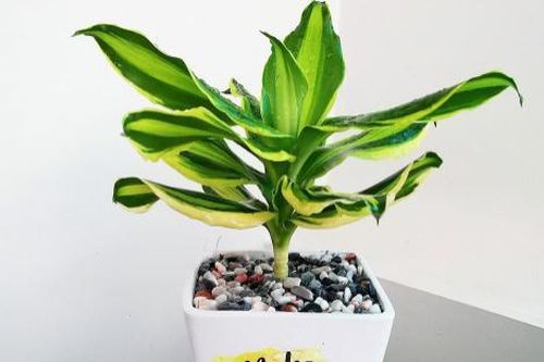 Có 5 loại cây phong thủy để bàn này, công việc chắc chắn thăng tiến, giá chỉ 180.000 đồng/cây