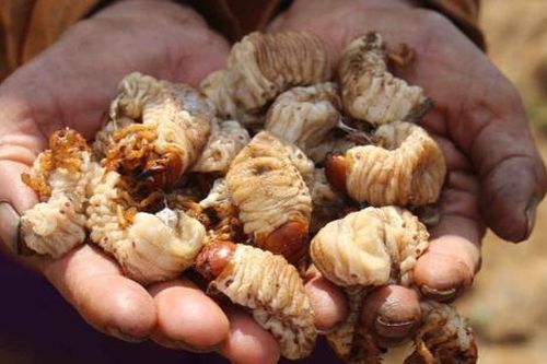 Loại sâu ai nhìn cũng sợ, giờ thành đặc sản không phải ai muốn cũng ăn được, 300.000 đồng/kg
