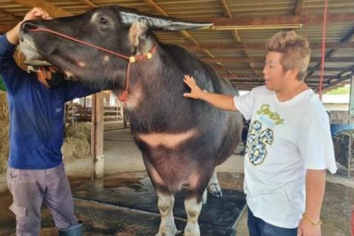 Con trâu được trả giá hơn 14 tỷ đồng, người chủ nhất quyết không bán