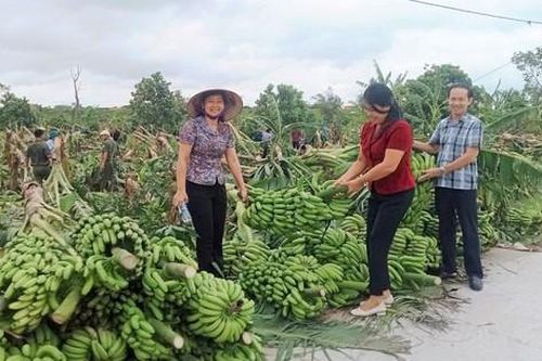 Thái Bình: Cán bộ Hội xuống đồng buộc lúa và giải cứu nông sản giúp hội viên, phụ nữ