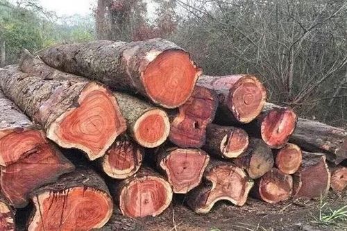 Chuyển cơ quan điều tra vụ việc Công ty TNHH Blaw và Cộng sự có dấu hiệu buôn lậu gỗ quý