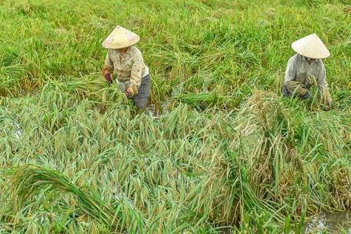 Ngớt mưa, nông dân hối hả cứu lúa