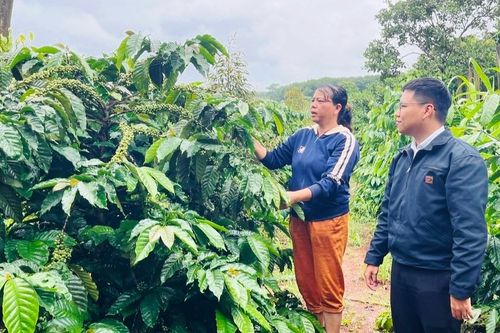 Chư Prông ứng dụng khoa học công nghệ vào sản xuất nông nghiệp