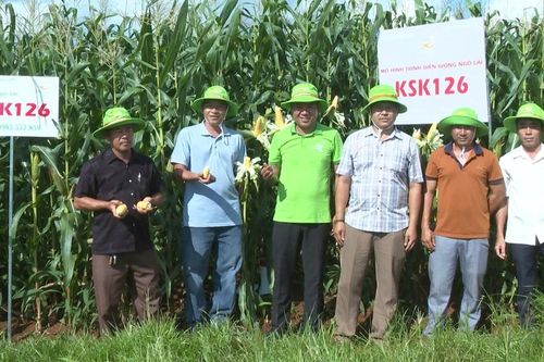 Hợp tác xã Nông nghiệp hữu cơ Chư Prông liên kết sản xuất gắn với tiêu thụ nông sản
