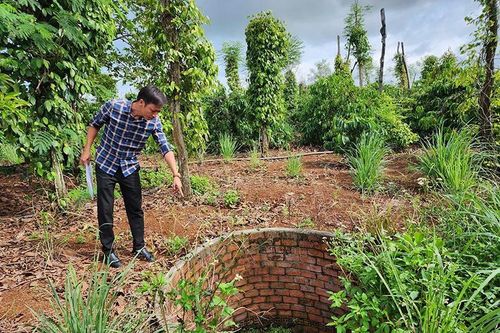 'Bẫy' chết người trong rẫy cà phê
