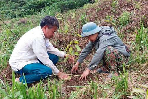 Chủ động thực hiện kế hoạch trồng rừng năm 2024