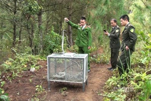 Ngăn chặn buôn bán động, thực vật hoang dã, góp phần bảo tồn đa dạng sinh học
