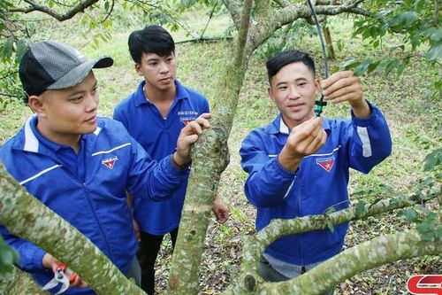 Tuổi trẻ Yên Châu lập thân, lập nghiệp