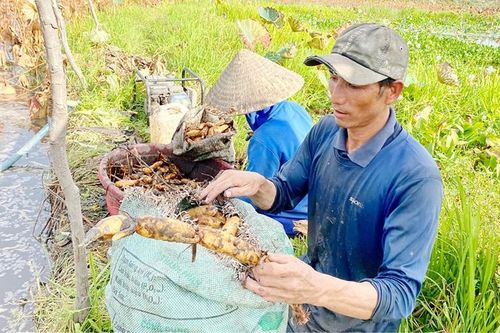 Hối hả mùa thu hoạch củ sen