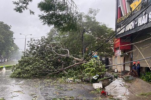 Công ty TNHH MTV Môi trường đô thị Hải Phòng: Tập trung khắc phục bảo đảm giao thông sau bão Yagi