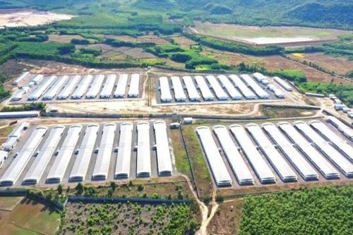 Chấm dứt hoạt động dự án chăn nuôi, sản xuất giống gia cầm công nghệ cao 4.0 Minh Dư Bình Định