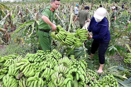 Hưng Hà (Thái Bình): Giải cứu chuối giúp bà con nông dân
