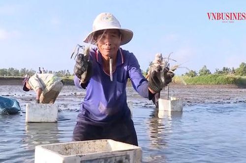 Thu trăm triệu từ những mô hình từng 'chỉ đủ ăn' ở U Minh Thượng