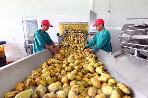 Việt Nam xuất khẩu nước trái cây sang 'đế chế' trái cây