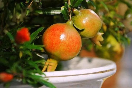 3 loại cây thích hợp trồng ban công, dễ ra quả lúc lỉu, lại tốt về phong thủy