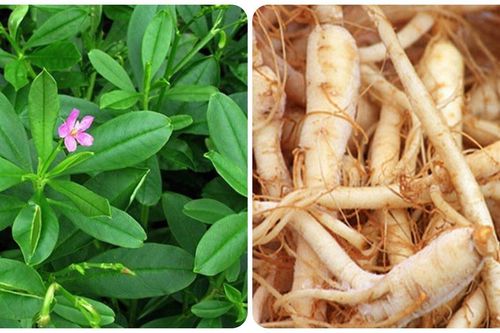 Rau sâm đất có tác dụng gì?