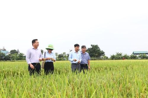 Sản xuất lúa theo hướng an toàn: Nâng cao chất lượng, mở rộng thị trường tiêu thụ