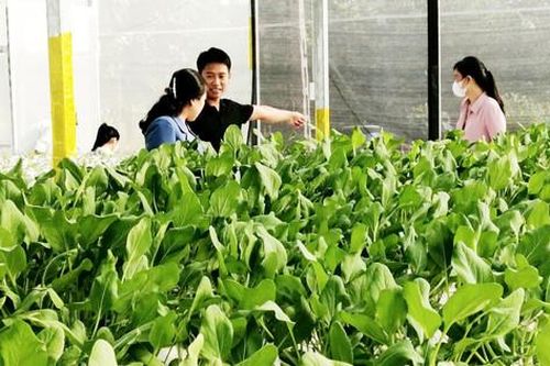 Phúc Thọ đẩy mạnh tái cơ cấu nông nghiệp