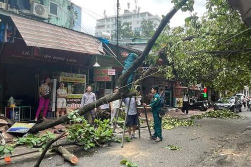 Hà Nội: Tổng lực xử lý cây xanh gãy, đổ do bão số 3