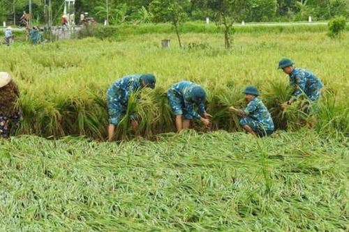Mưa bão, dông lốc tại Hà Nội gây thiệt hại 65.467ha sản xuất nông nghiệp