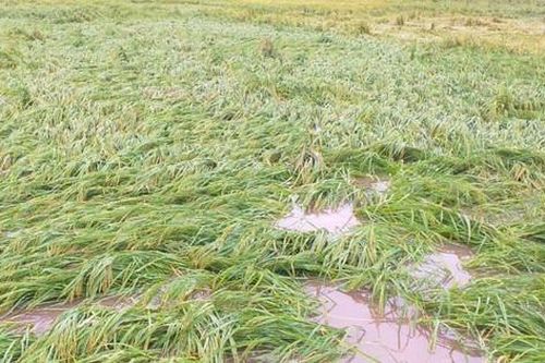 Ngành Nông nghiệp Thủ đô khẩn trương khôi phục sản xuất, dồn lực cho vụ đông